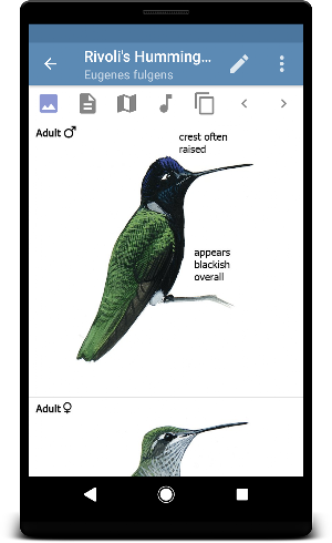 Sibley Guide to Hummingbirds Screenshot 2