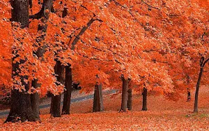 Autumn Wallpapers 4k 2023 Screenshot 1
