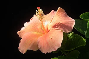 Hibiscus Flower Wallpapers Screenshot 2