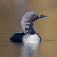 Loon Sounds