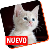 Guia para entrenar gatos, adiestramiento felino