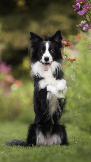 Border Collie Dogs Wallpapers Screenshot 3