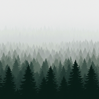 Foggy Forest Wallpaper 4K