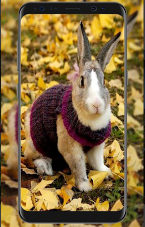 Wallpaper Animal Cute HD Screenshot 3