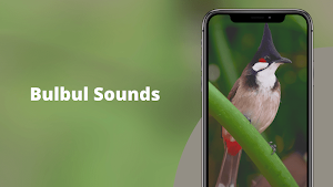 Red-whiskered Bulbul Sounds Screenshot 1
