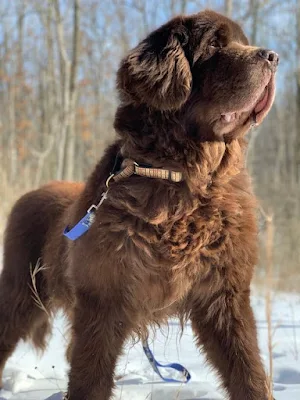 Newfoundland Dog Wallpapers Screenshot 1