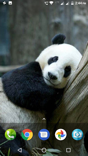 Panda Wallpaper HD Screenshot 1