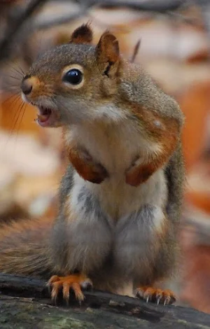 Funny squirrels Screenshot 0