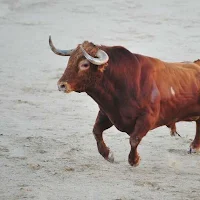 Bull Wallpaper