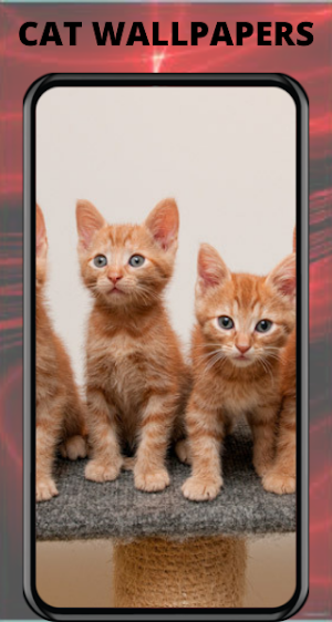 Wallpapers and Backgrounds Screenshot 0