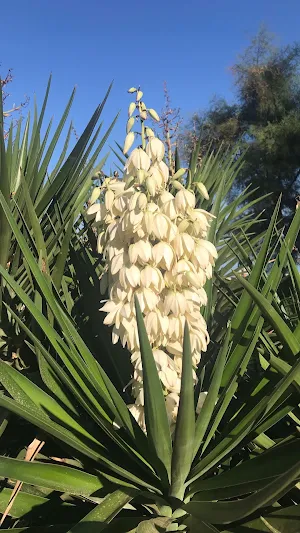 Yucca Wallpaper Screenshot 0