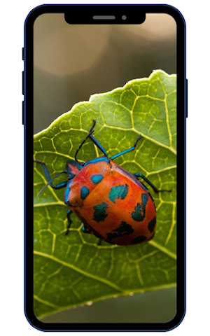 Insect Wallpapers Screenshot 2