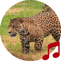 Jaguar (Animal) sounds ~ Sboard.pro