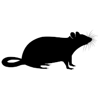 Ratchat