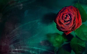 Red Rose Wallpapers Screenshot 3