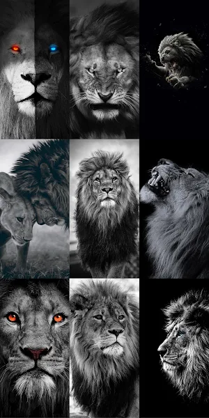 Lion Wallpapers HD Screenshot 3