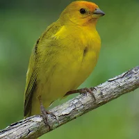 Canto de Canário da Terra