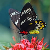 Butterfly Wallpaper Aesthetic HD 4K