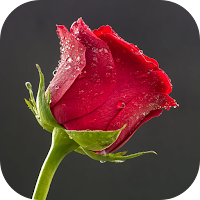 10000 Flowers Wallpapers