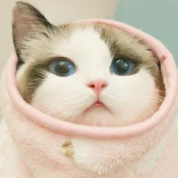 Cute Cat Wallpaper HD 4K