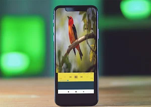 пение птиц определитель Screenshot 1