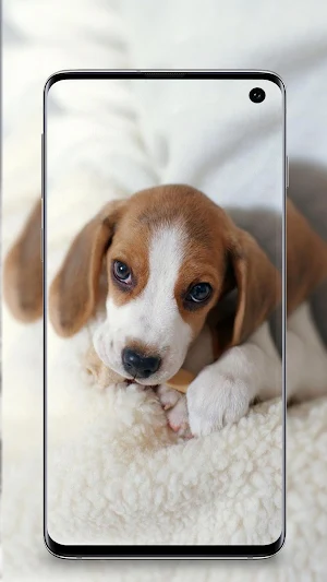 Puppy Wallpapers Screenshot 0