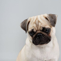 Pug Wallpapers 4K