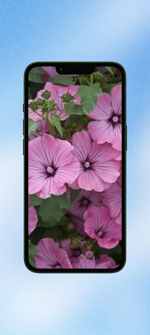 Malva Flower Wallpaper HD Screenshot 3