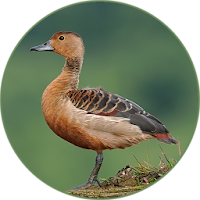 Anatidae Sound
