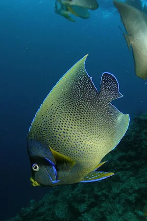 Fish Wallpapers Screenshot 1
