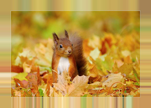 Squirrels Screenshot 3