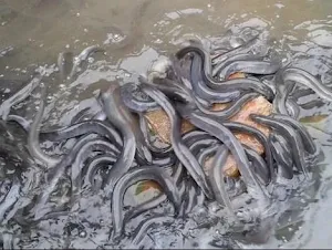 Eel Cultivation Screenshot 2