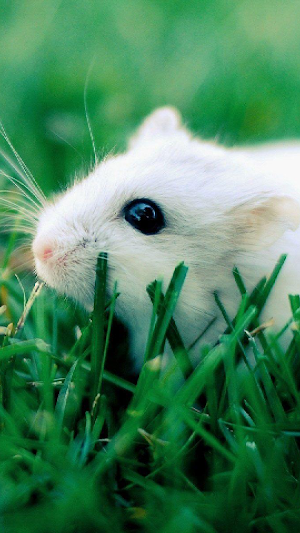 Wallpapers Hamsters Screenshot 1