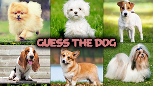Dog quiz game Screenshot 2