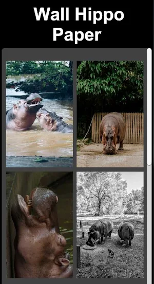 Wall Hippo Paper Screenshot 2