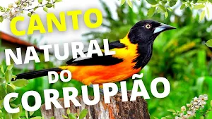 Canto de Corrupião Screenshot 1