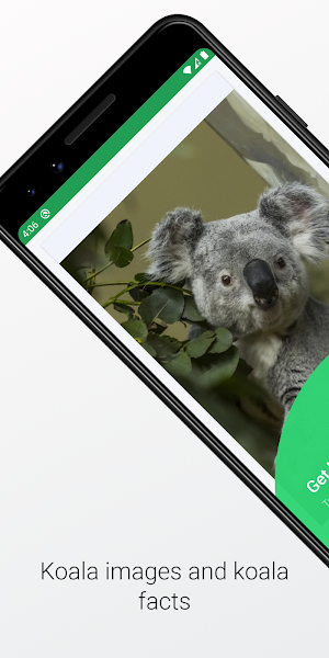 Koala Images and Facts Screenshot 0