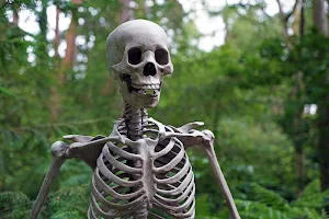 Skeleton wallpapers Screenshot 2
