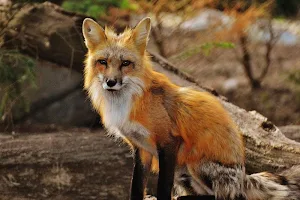 Wild animals wallpapers Screenshot 0