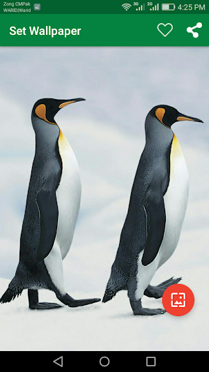 10000 WildLife Wallpapers Screenshot 2