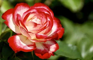 Rose wallpapers Screenshot 0