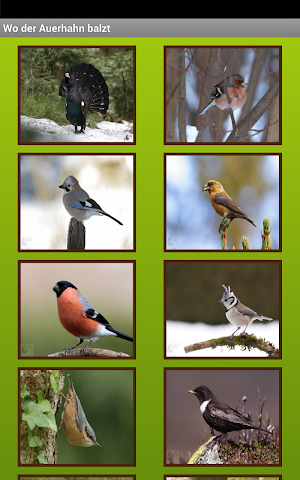 Vogelgesang im Oberbay. Wald Screenshot 1