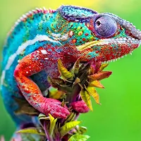 Chameleon Wallpaper HD