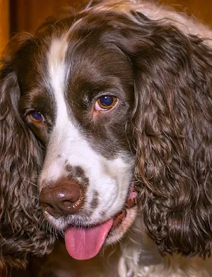 Springer Spaniel Dog Wallpaper Screenshot 1