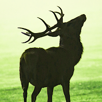 围鹿棋(Deer Chess)-鄂温克鹿棋-呼莫哈奥克特