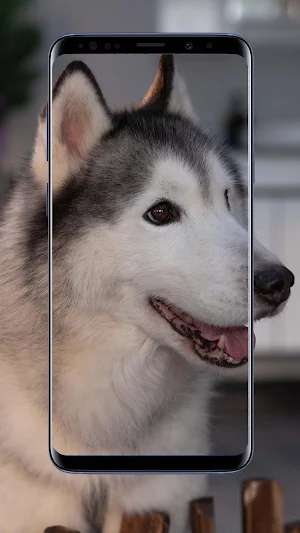 Siberian Husky Wallpapers and Backgrounds Screenshot 2