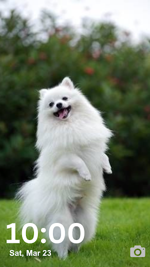Pomeranian Wallpaper HD & 4K Screenshot 0