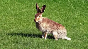 Rabbit wallpapers Screenshot 2