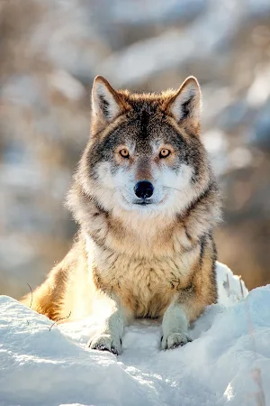 Wolf Wallpaper HD : backgrounds & themes Screenshot 1