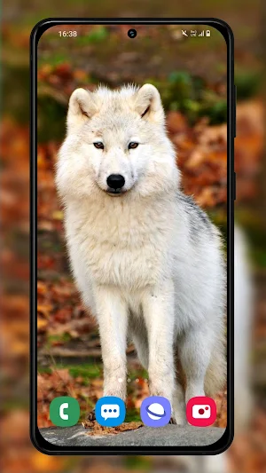 Wolf wallpapers backgrounds Screenshot 3